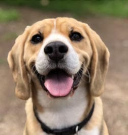 Photo of a smiling puppy